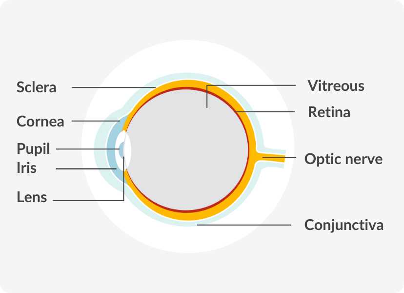 parts of an eye diagram