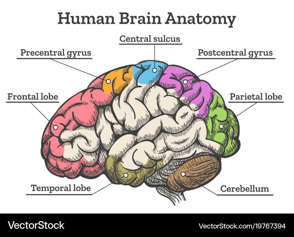 human brain diagram with parts