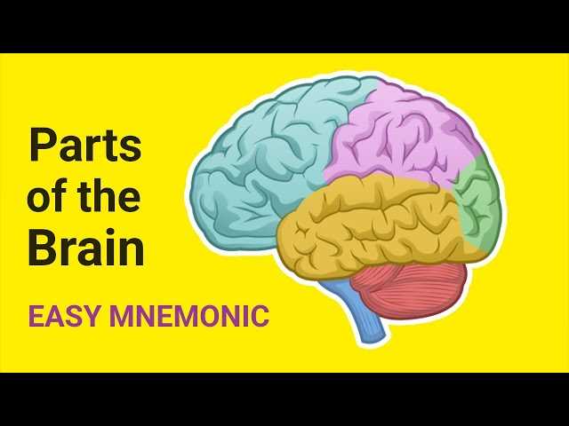 diagram of the brain and what each part does