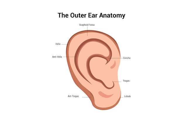 parts of the outer ear diagram