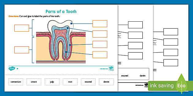 parts of a tooth diagram