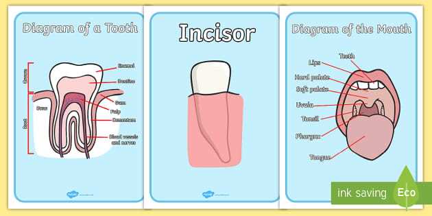 parts of a tooth diagram