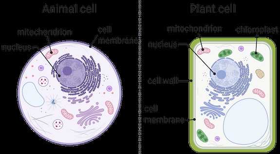 cell parts diagram