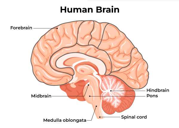 human brain diagram with parts