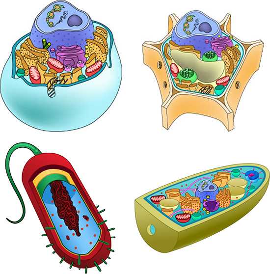 cell parts diagram