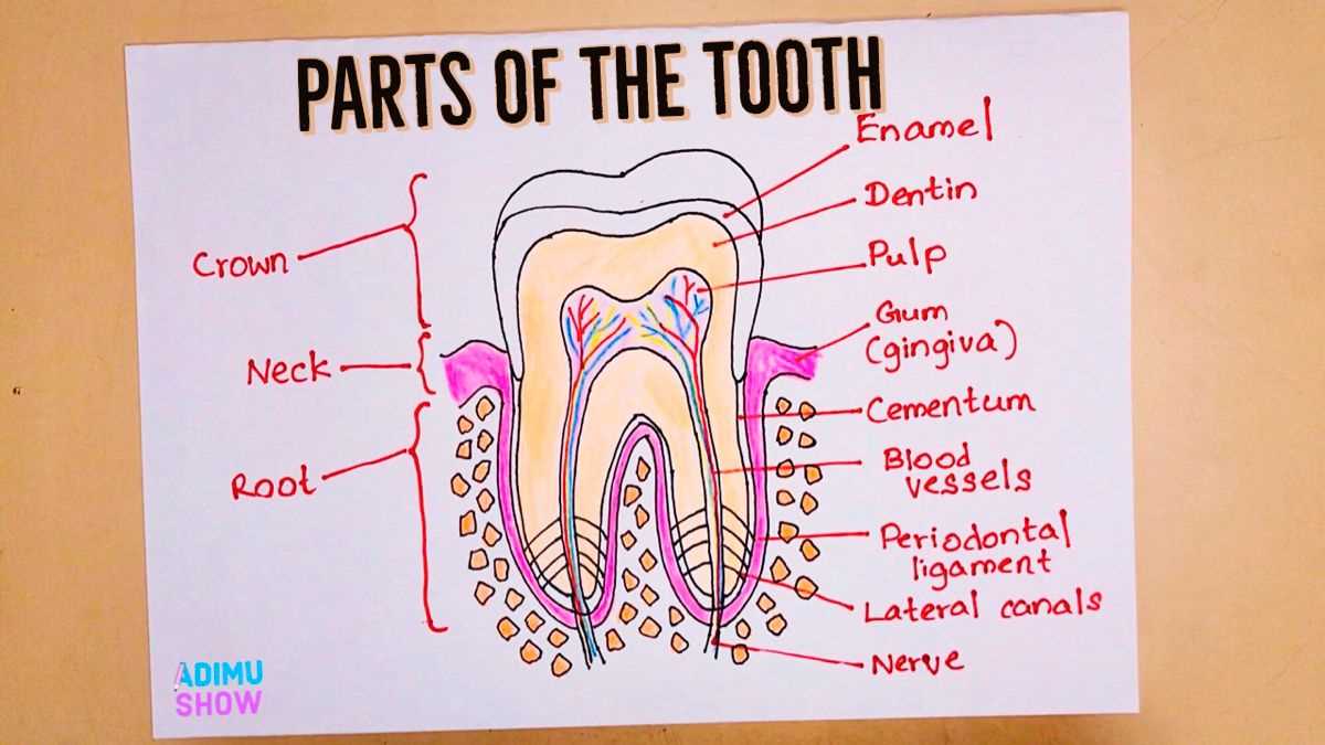 parts of a tooth diagram