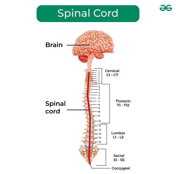 parts of nervous system diagram