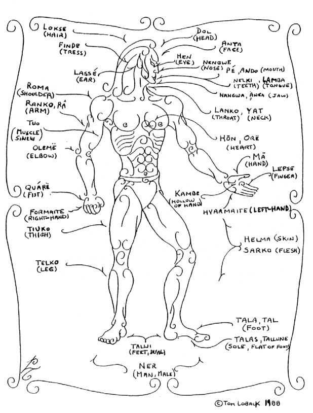 latin body parts diagram