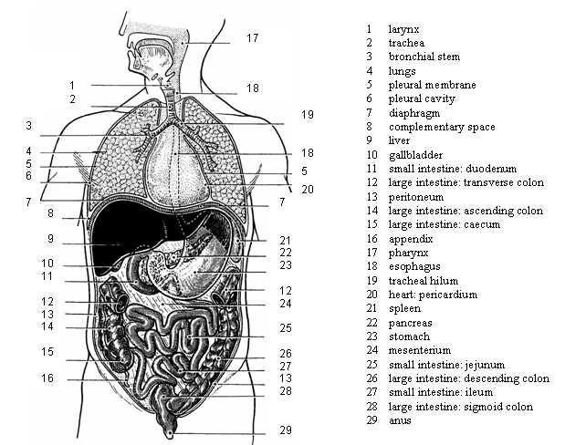 latin body parts diagram