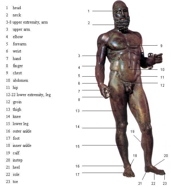 latin body parts diagram