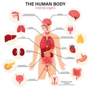 parts of body with diagram