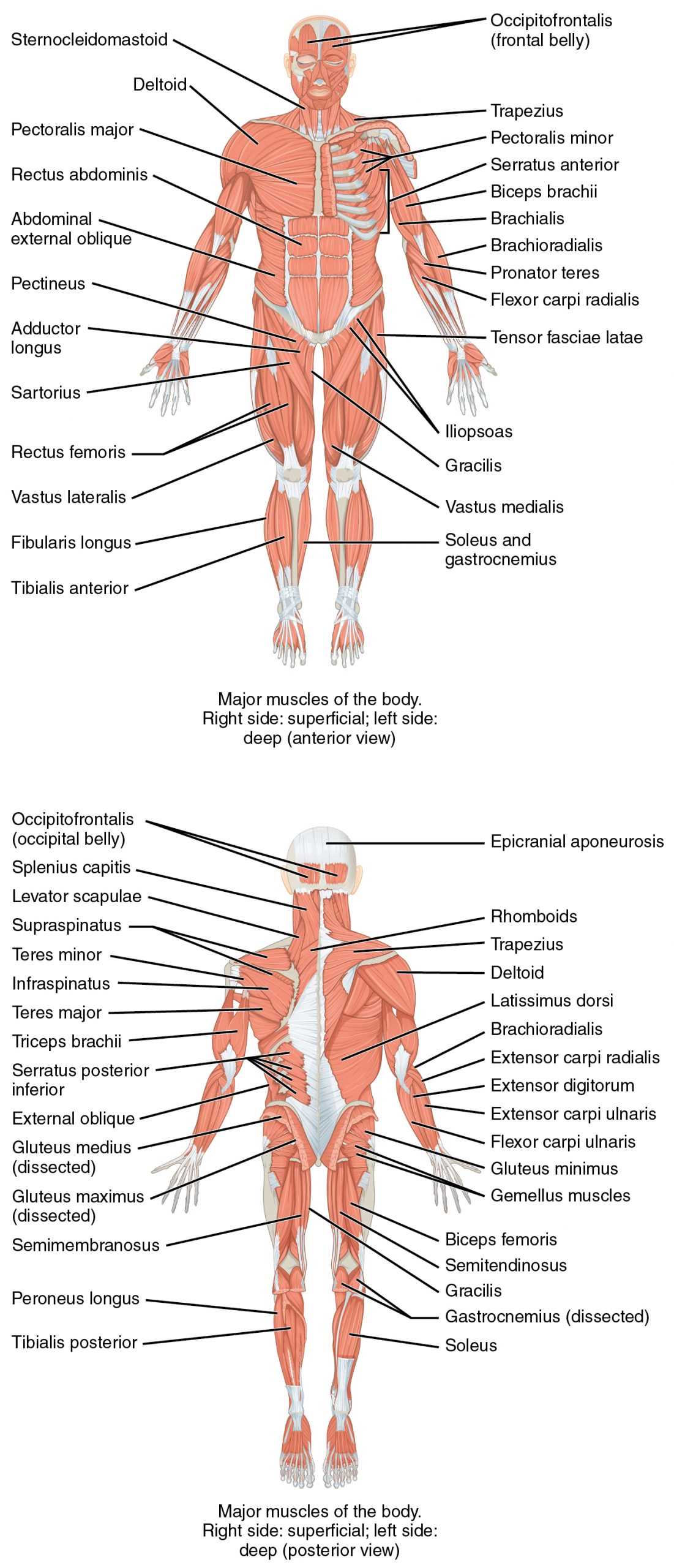 latin body parts diagram