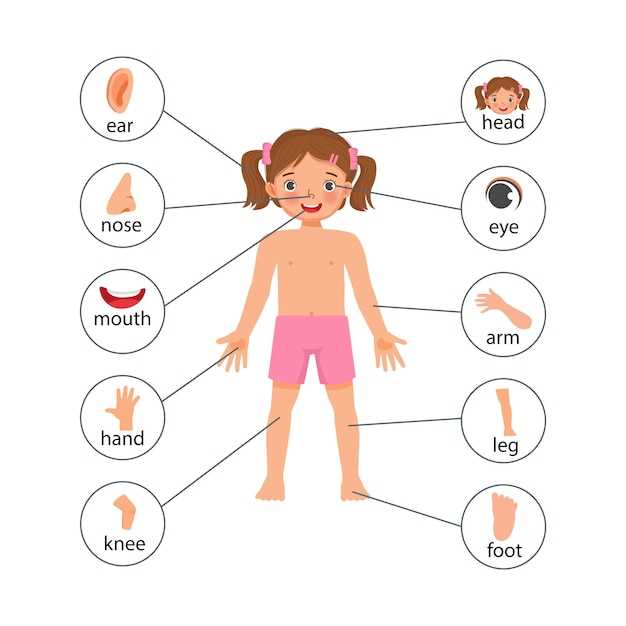 parts of body with diagram