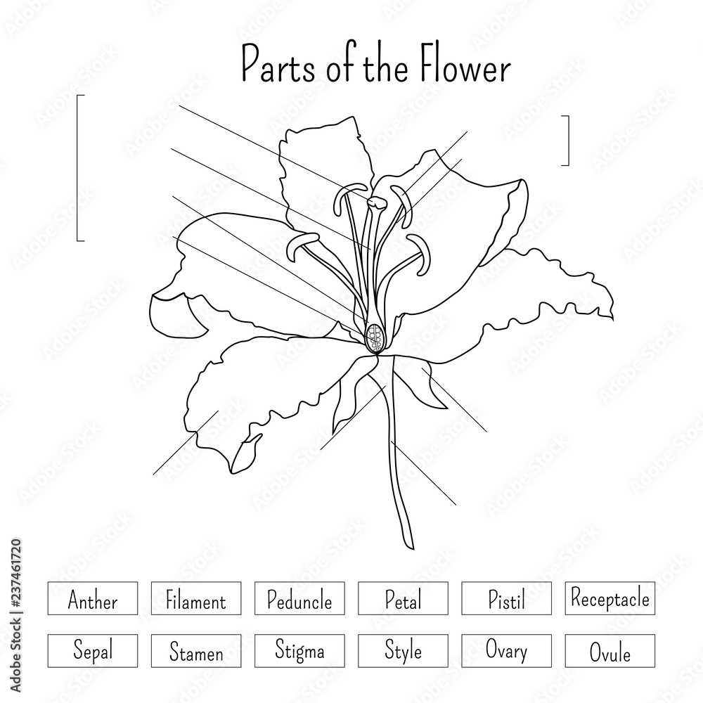 parts of a calla lily diagram