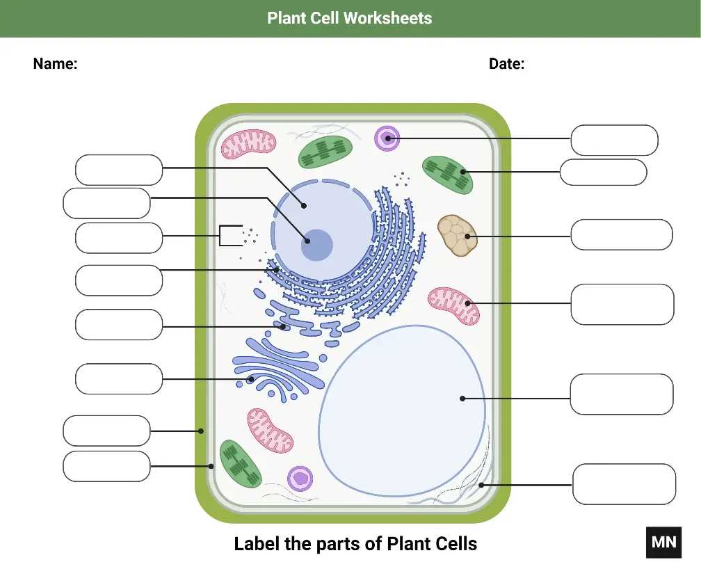 cell parts diagram