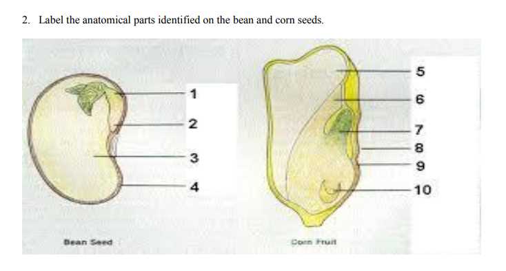 parts of a bean seed diagram