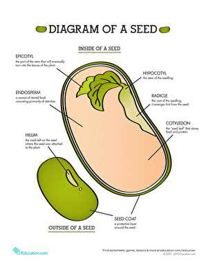 parts of a bean seed diagram