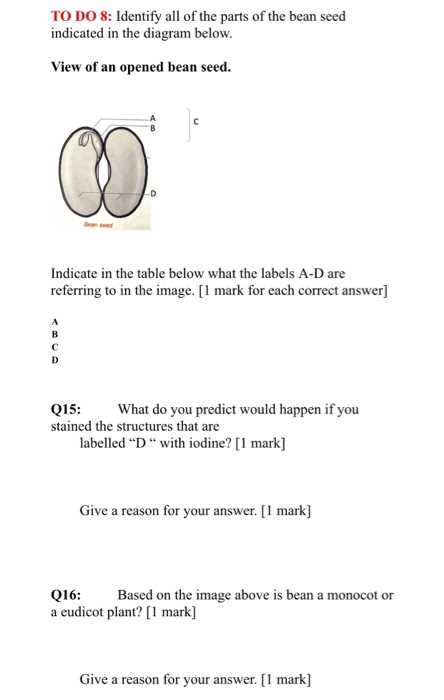 parts of a bean seed diagram