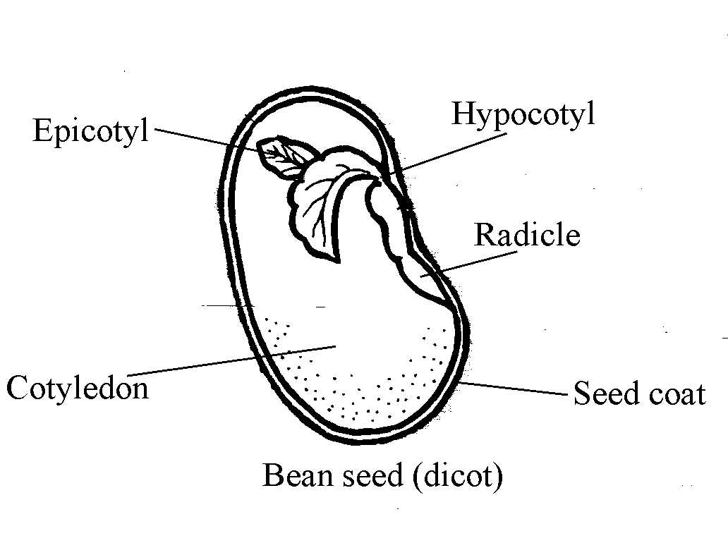 parts of a bean seed diagram