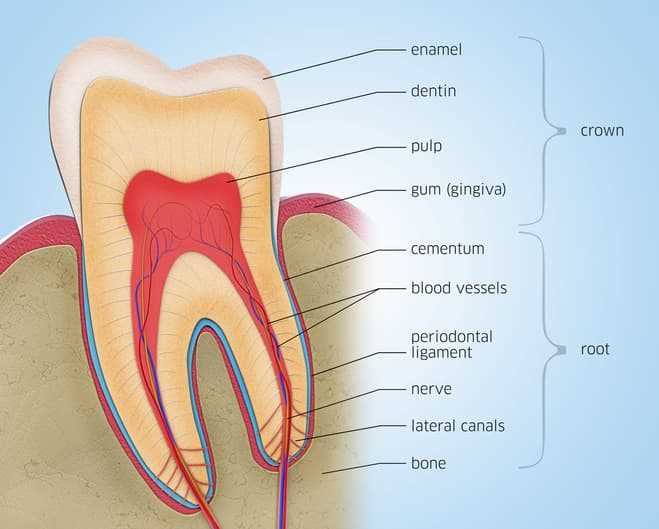 parts of a tooth diagram