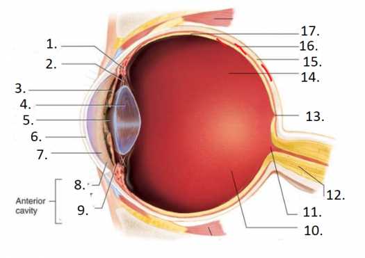 parts of an eye diagram