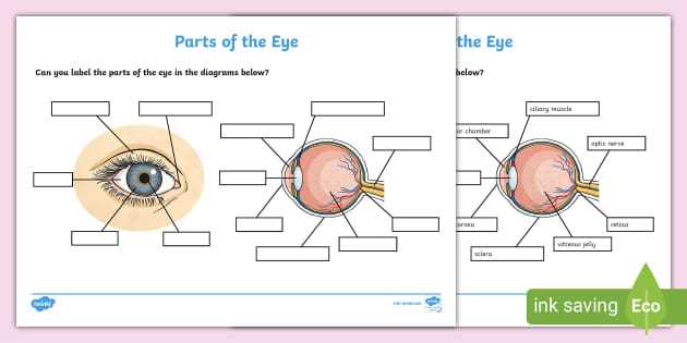 parts of an eye diagram