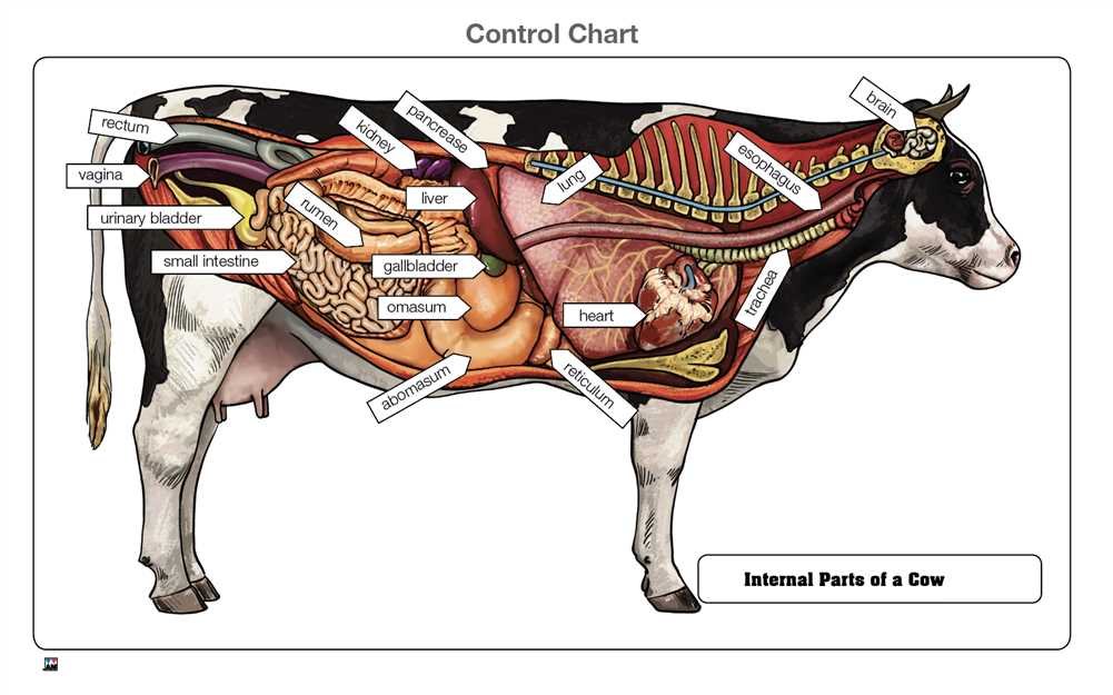 parts of cow diagram