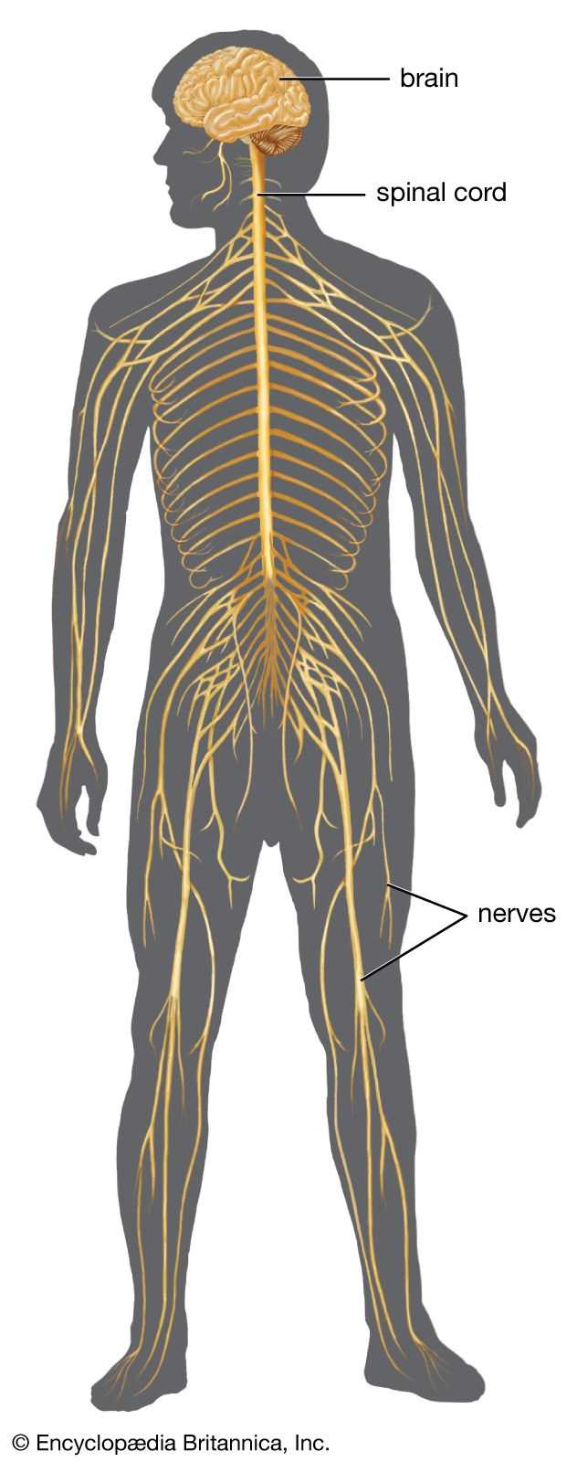 parts of nervous system diagram