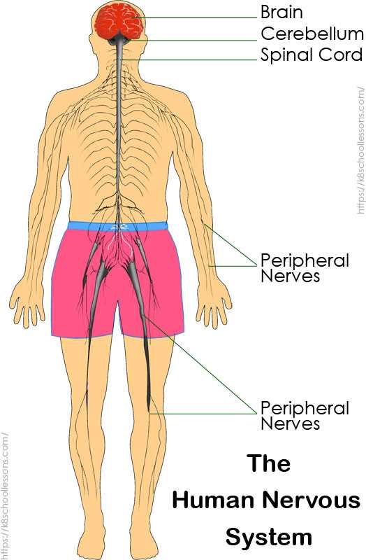 parts of nervous system diagram