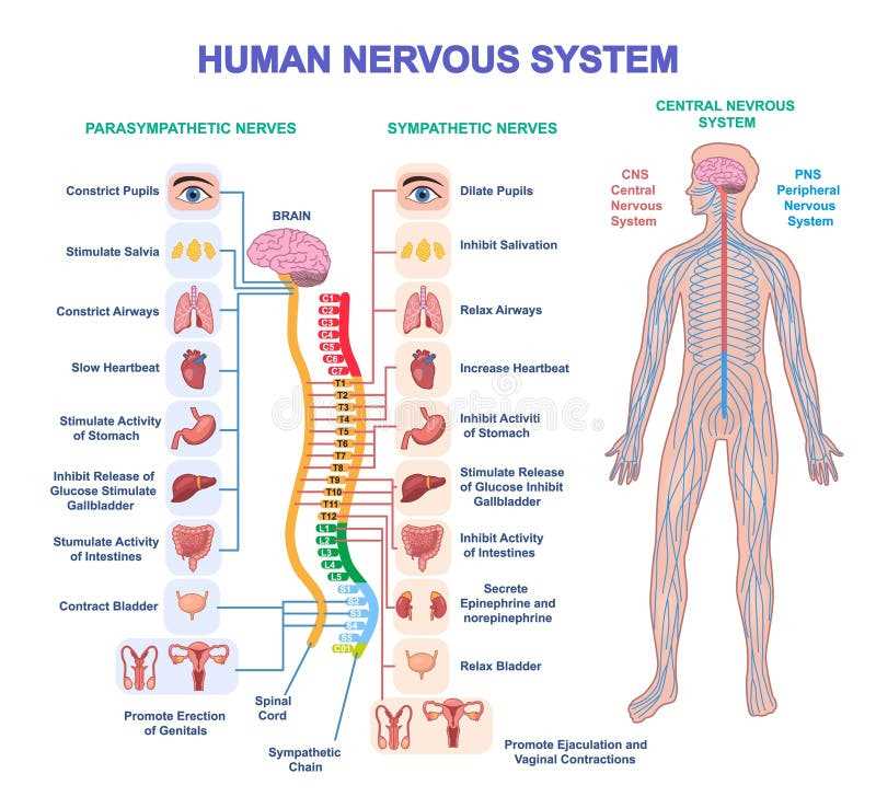 parts of nervous system diagram