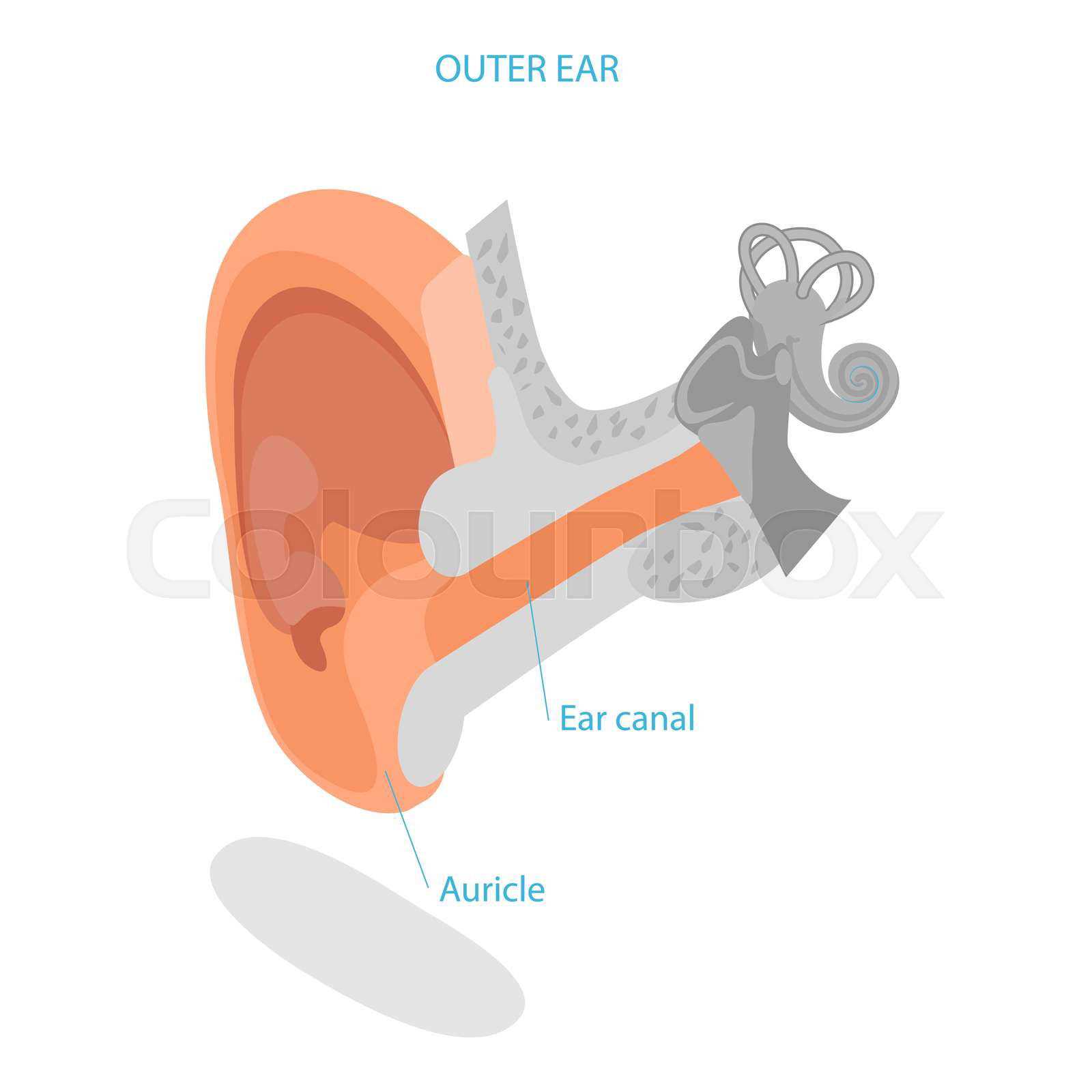 parts of the outer ear diagram