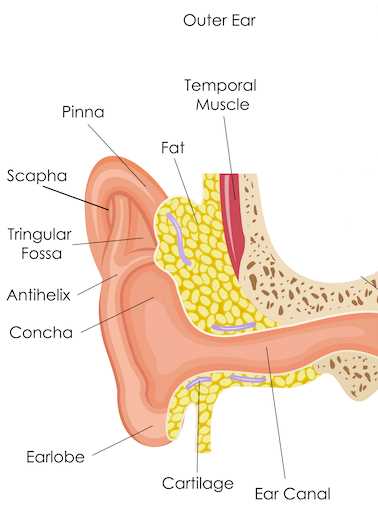 parts of the outer ear diagram