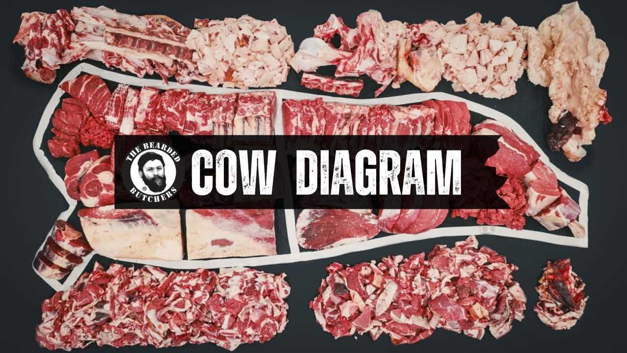 parts of cow diagram