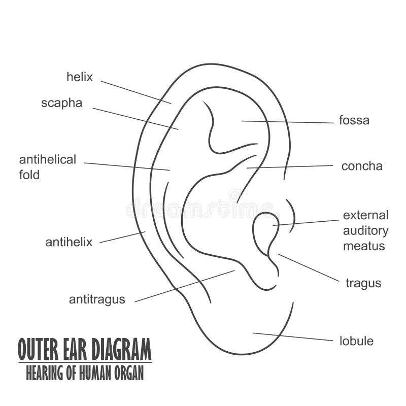 parts of the outer ear diagram