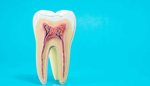 parts of a tooth diagram