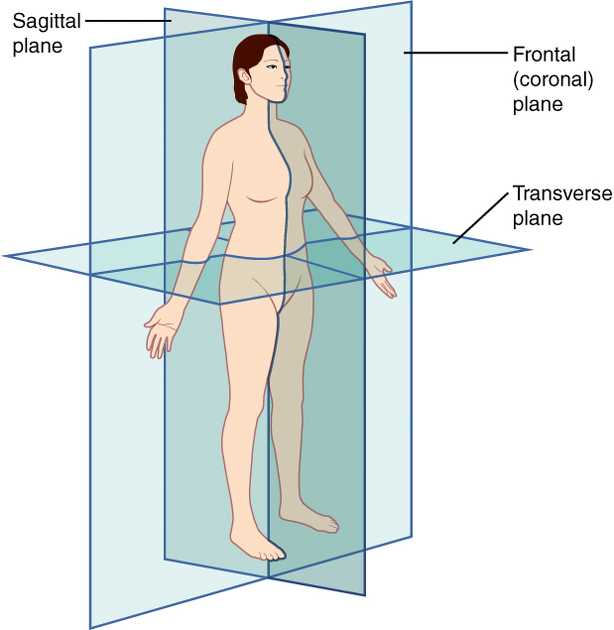 latin body parts diagram