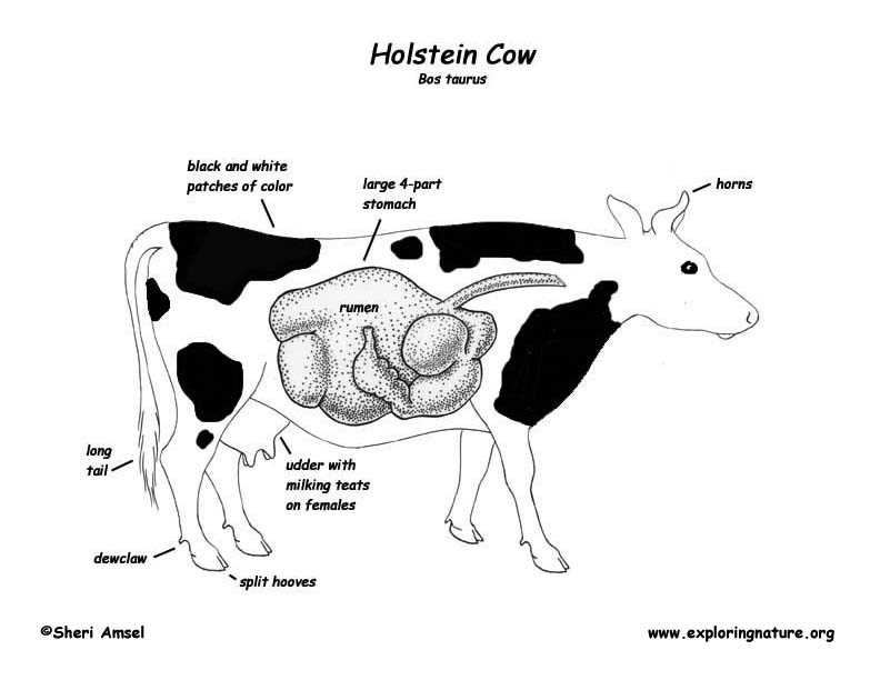 parts of cow diagram