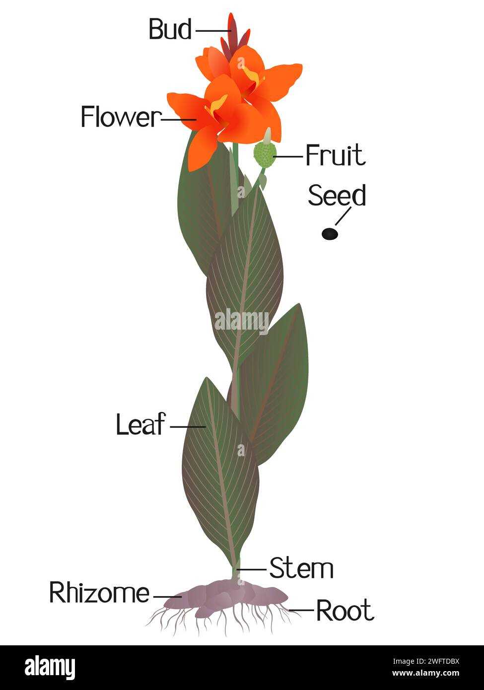 parts of a calla lily diagram