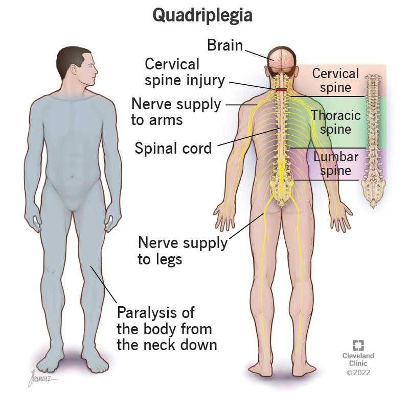 latin body parts diagram