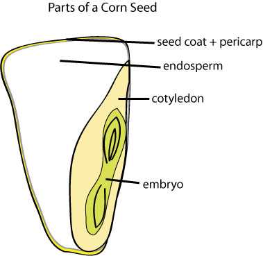 parts of a bean seed diagram