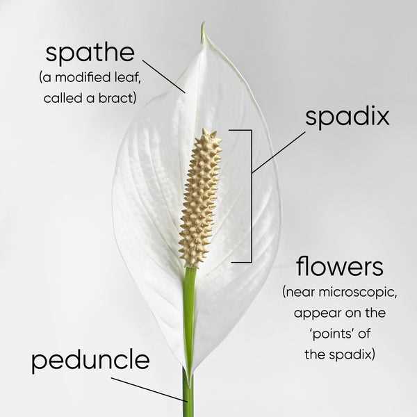 parts of a calla lily diagram