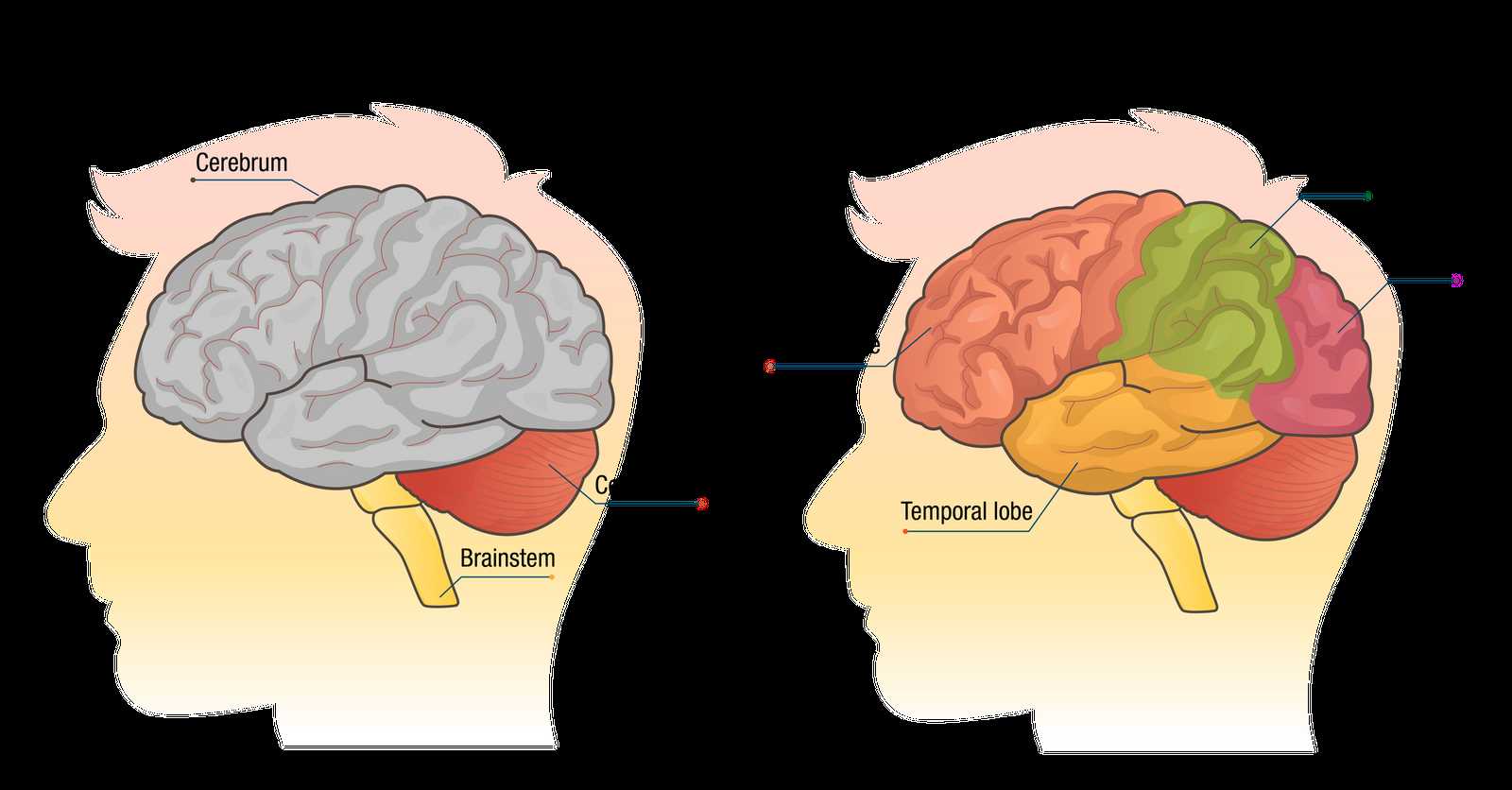 diagram of the brain and what each part does