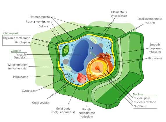 cell parts diagram