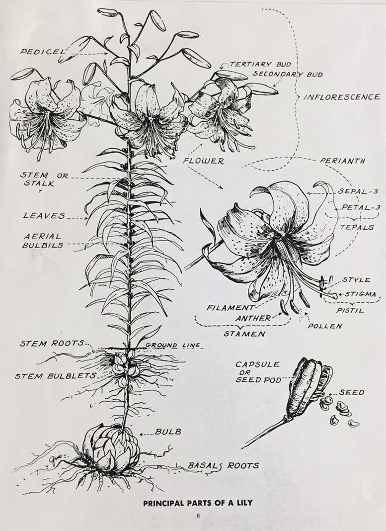 parts of a calla lily diagram