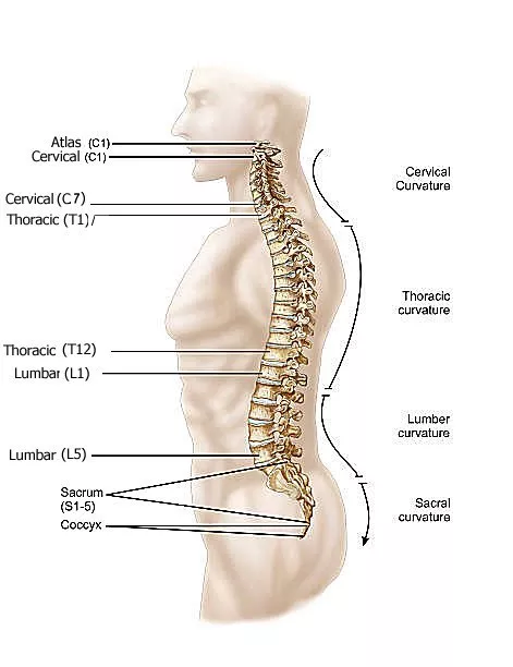 latin body parts diagram