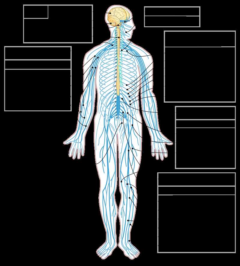 parts of nervous system diagram