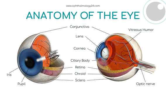 parts of an eye diagram