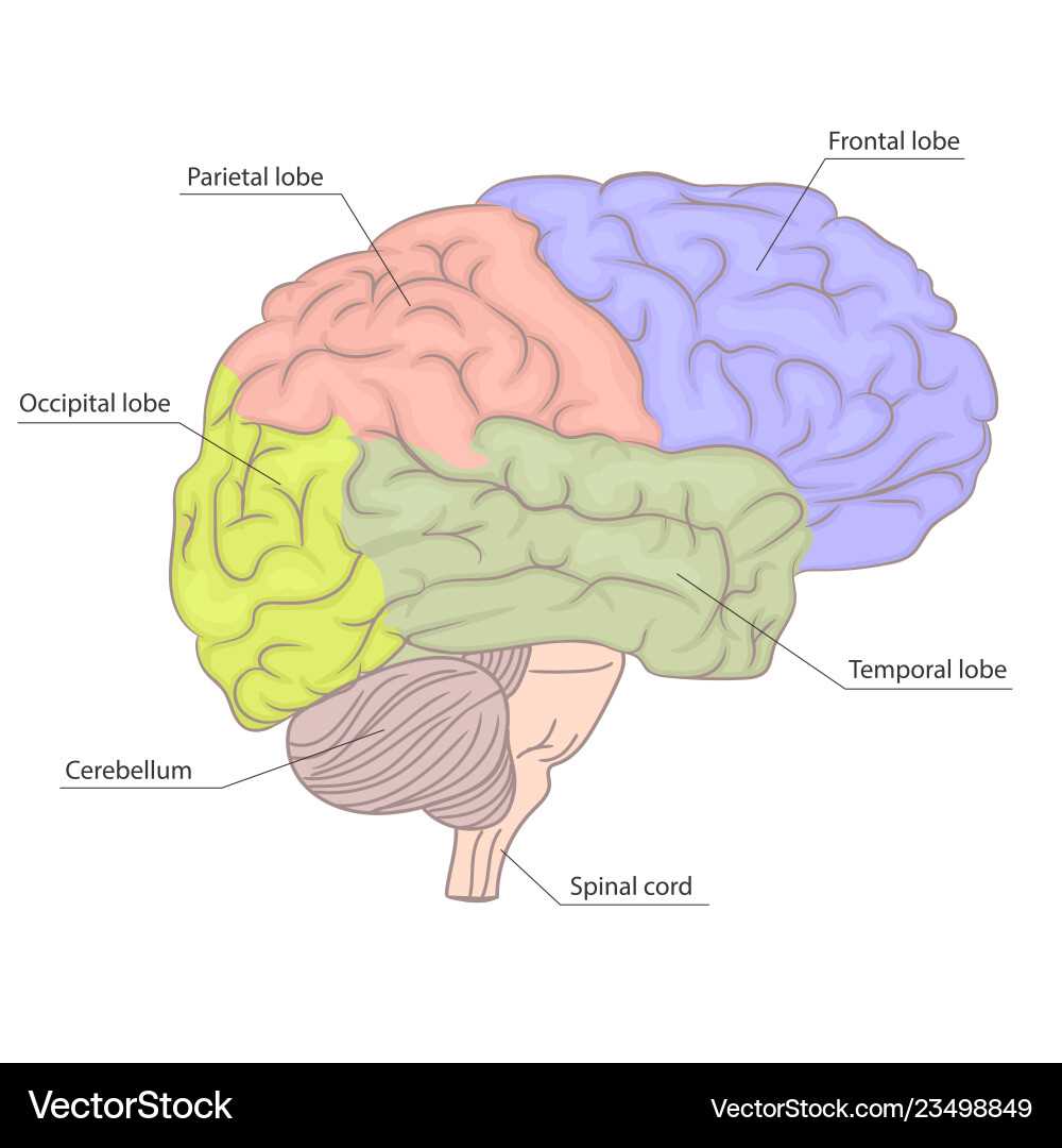 human brain diagram with parts