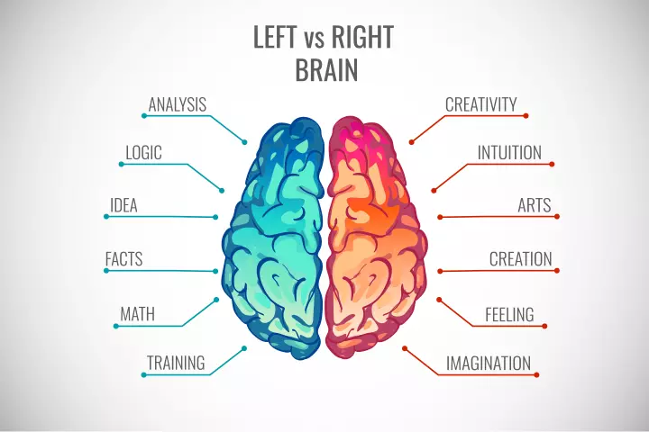 diagram of the brain and what each part does