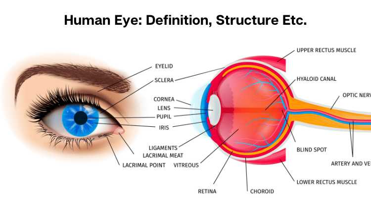 parts of an eye diagram